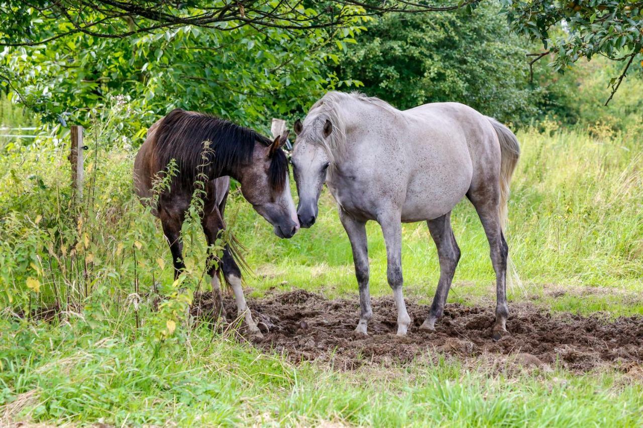 Gaestehaus White Horse Diedersen Coppenbrügge Kültér fotó